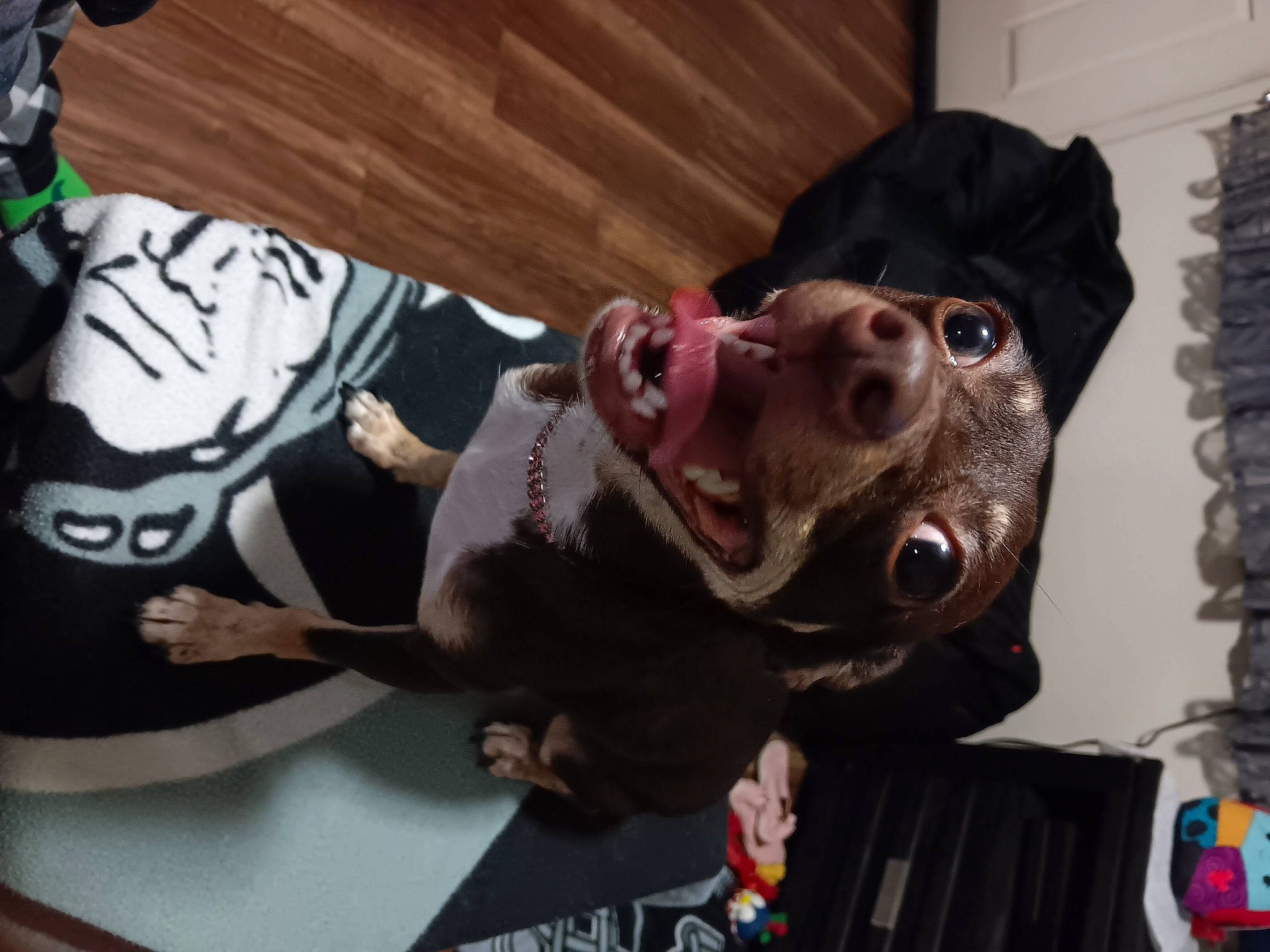 Hazel joined the competition — help win amazing prizes! carmine, costume, dog_breed, event, fun, fur, personal_protective_equipment, sleeve, snout