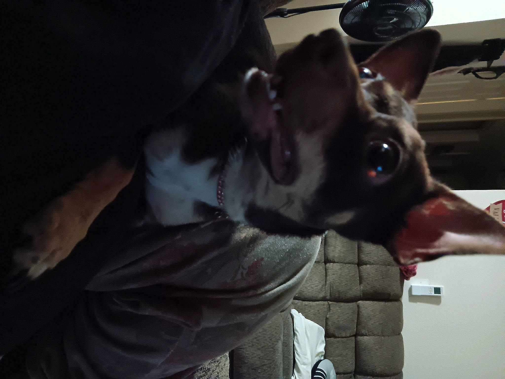 Hazel is registered to the contest to win money with this photo: canidae, carnivore, collar, companion_dog, dog, dog_breed, dog_collar, ear, fawn, fur, guard_dog, non_sporting_group, snout, sporting_group, toy_dog, whiskers, working_animal