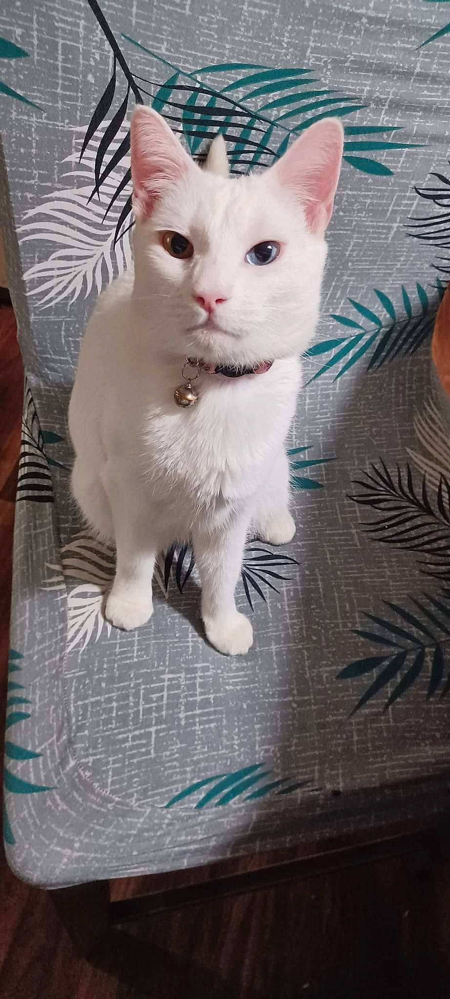 Luna joined the competition — help win amazing prizes! carnivore, cat, domestic_short_haired_cat, felidae, fur, iris, pattern, paw, small_to_medium_sized_cats, snout, tail, whiskers, white