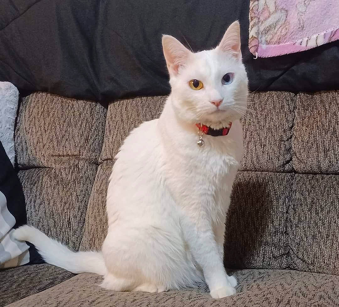 Luna joined the competition — help win amazing prizes! carnivore, cat, comfort, domestic_short_haired_cat, fawn, felidae, fur, head, pattern, paw, sitting, small_to_medium_sized_cats, snout, tail, terrestrial_animal, whiskers