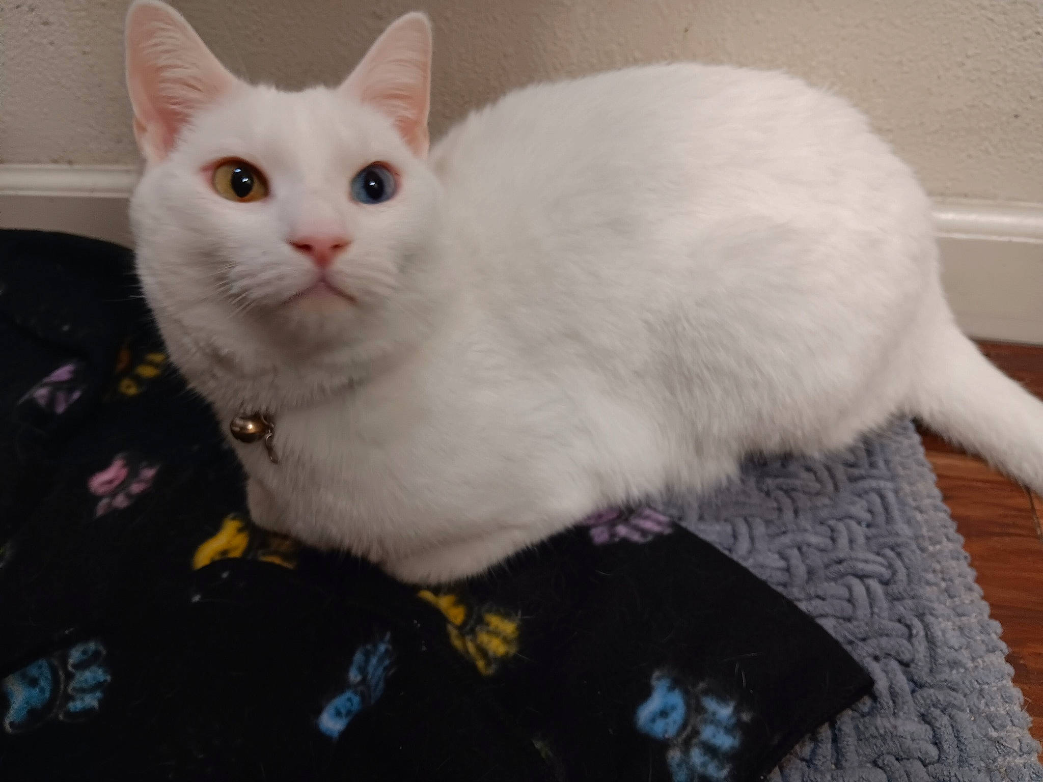 Luna is registered to the contest to win money with this photo: carnivore, cat, domestic_short_haired_cat, felidae, flooring, fur, paw, pet_supply, small_to_medium_sized_cats, snout, tail, whiskers