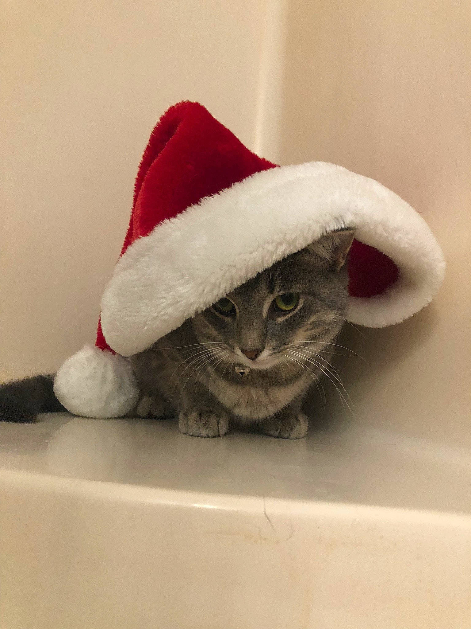 Jasper joined the competition — help win amazing prizes! carmine, carnivore, cat, cat_bed, cat_supply, comfort, costume_hat, domestic_short_haired_cat, fedora, felidae, fur, hat, headgear, linens, paw, small_to_medium_sized_cats, snout, stuffed_toy, tail, whiskers