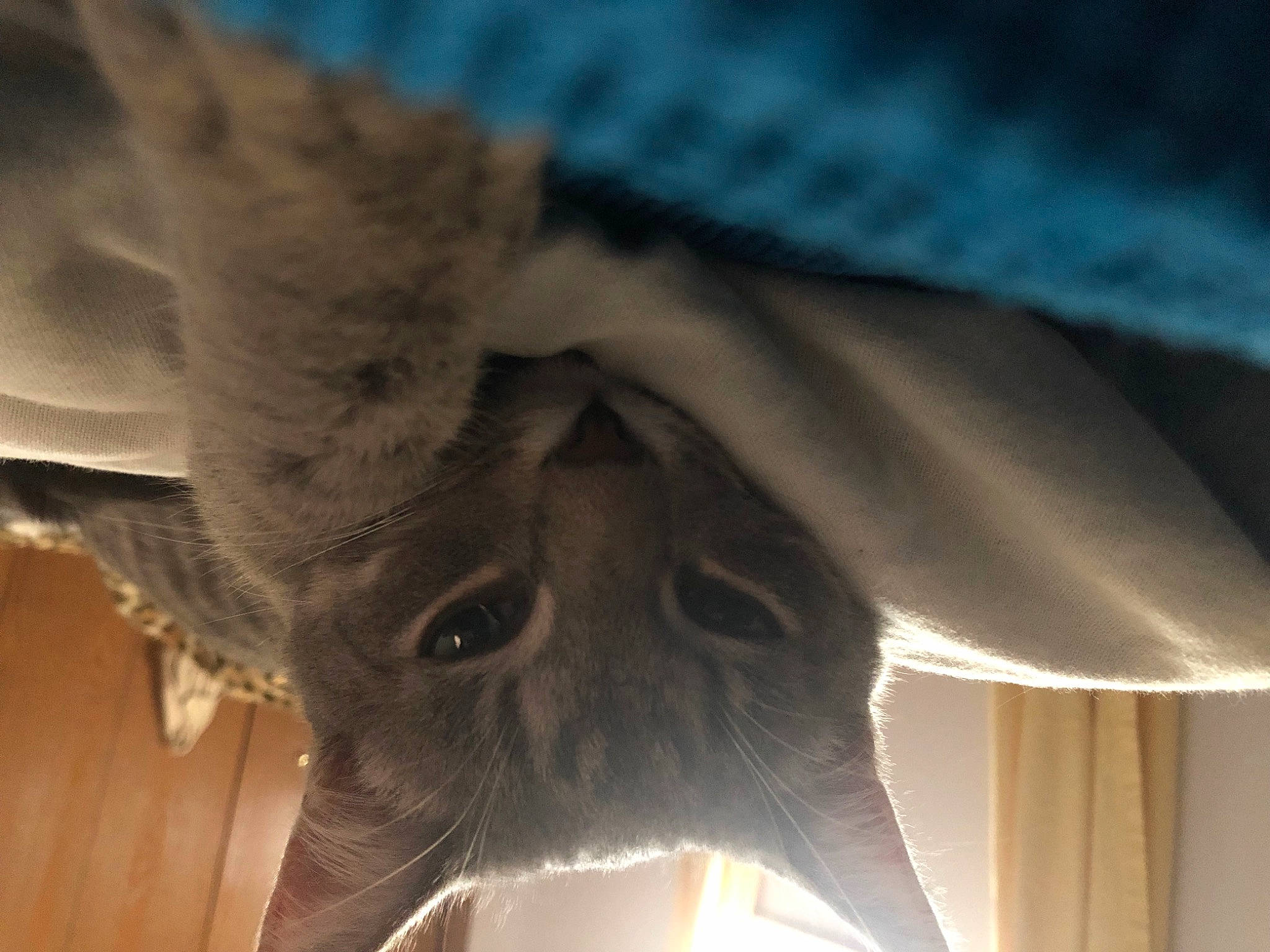 Jasper is registered to the contest to win money with this photo: carnivore, cat, claw, domestic_short_haired_cat, ear, fawn, felidae, fur, paw, russian_blue, small_to_medium_sized_cats, snout, tail, thai, tonkinese, whiskers