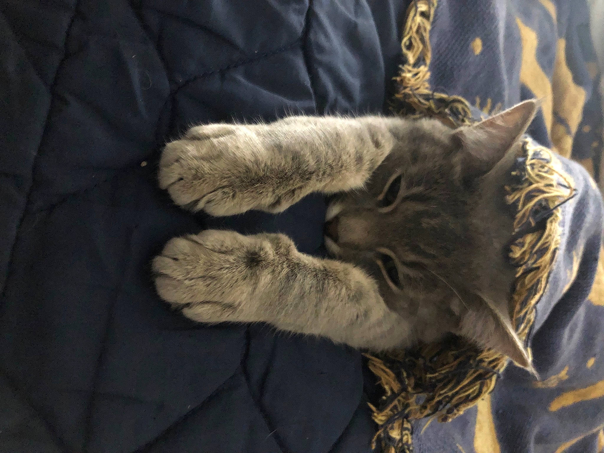 Jasper joined the competition — help win amazing prizes! carnivore, cat, claw, comfort, domestic_short_haired_cat, electric_blue, felidae, fur, fur_clothing, gesture, grey, human_leg, paw, sleeve, small_to_medium_sized_cats, tail, textile, whiskers, wood, wool