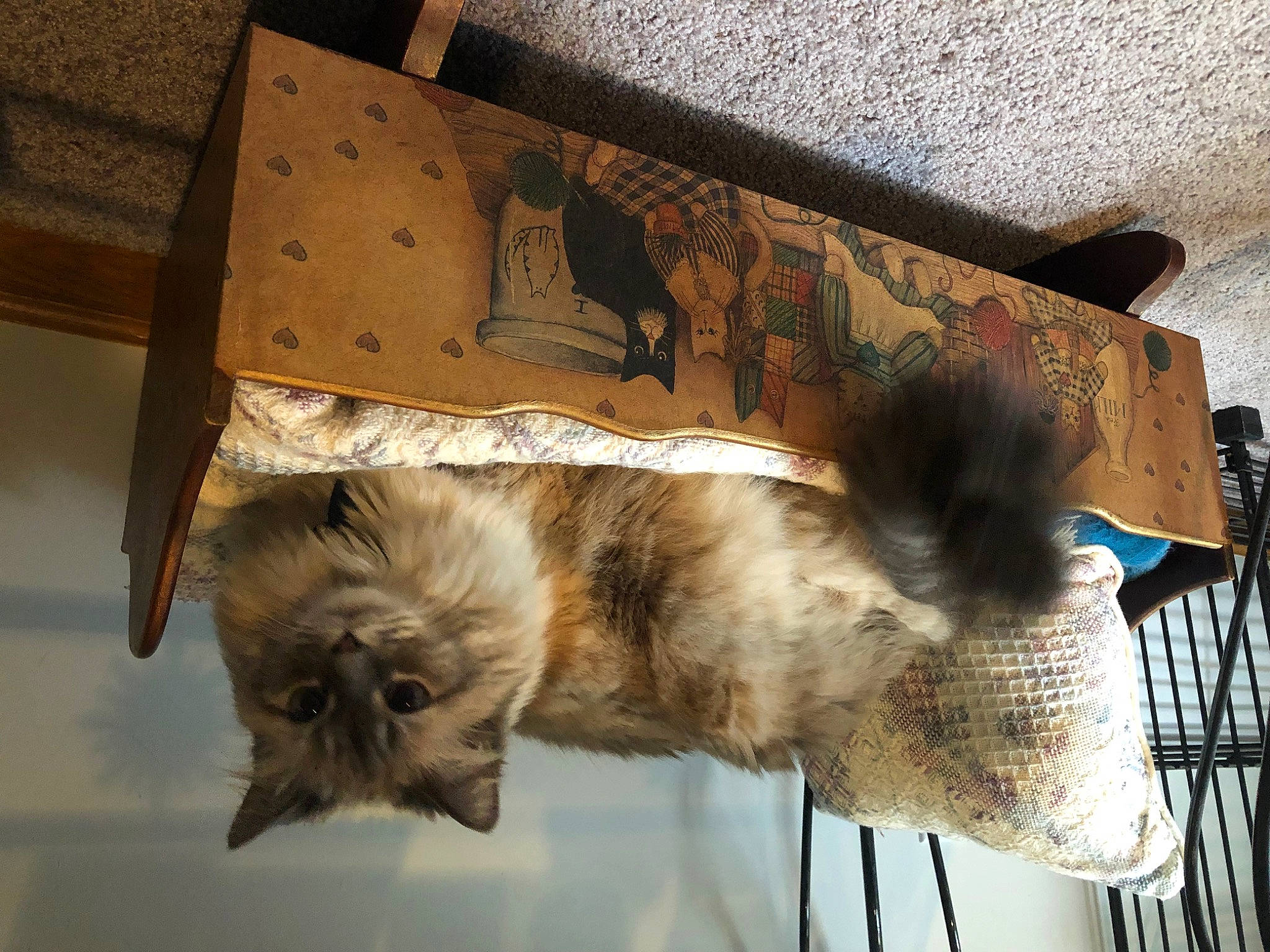 Emily joined the competition — help win amazing prizes! box, building, canidae, carnivore, cat, companion_dog, dog_breed, fawn, felidae, fur, rectangle, room, small_to_medium_sized_cats, sporting_group, tail, terrestrial_animal, whiskers, wildlife, wood, working_animal