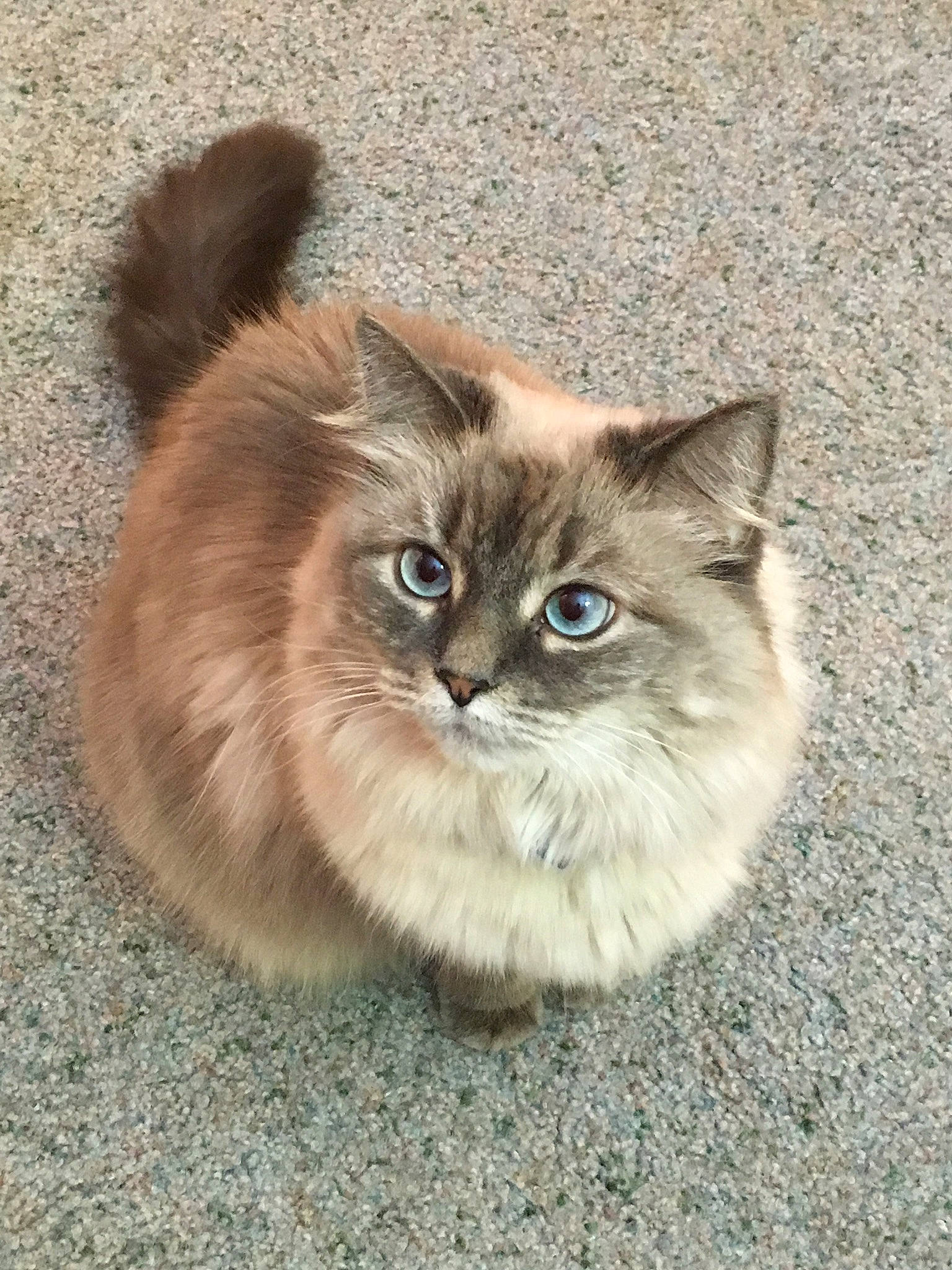 Emily is registered to the contest to win money with this photo: balinese, british_longhair, carnivore, cat, claw, domestic_short_haired_cat, fawn, felidae, fur, paw, photo_caption, ragdoll, sitting, small_to_medium_sized_cats, snout, tail, terrestrial_animal, whiskers, wildlife