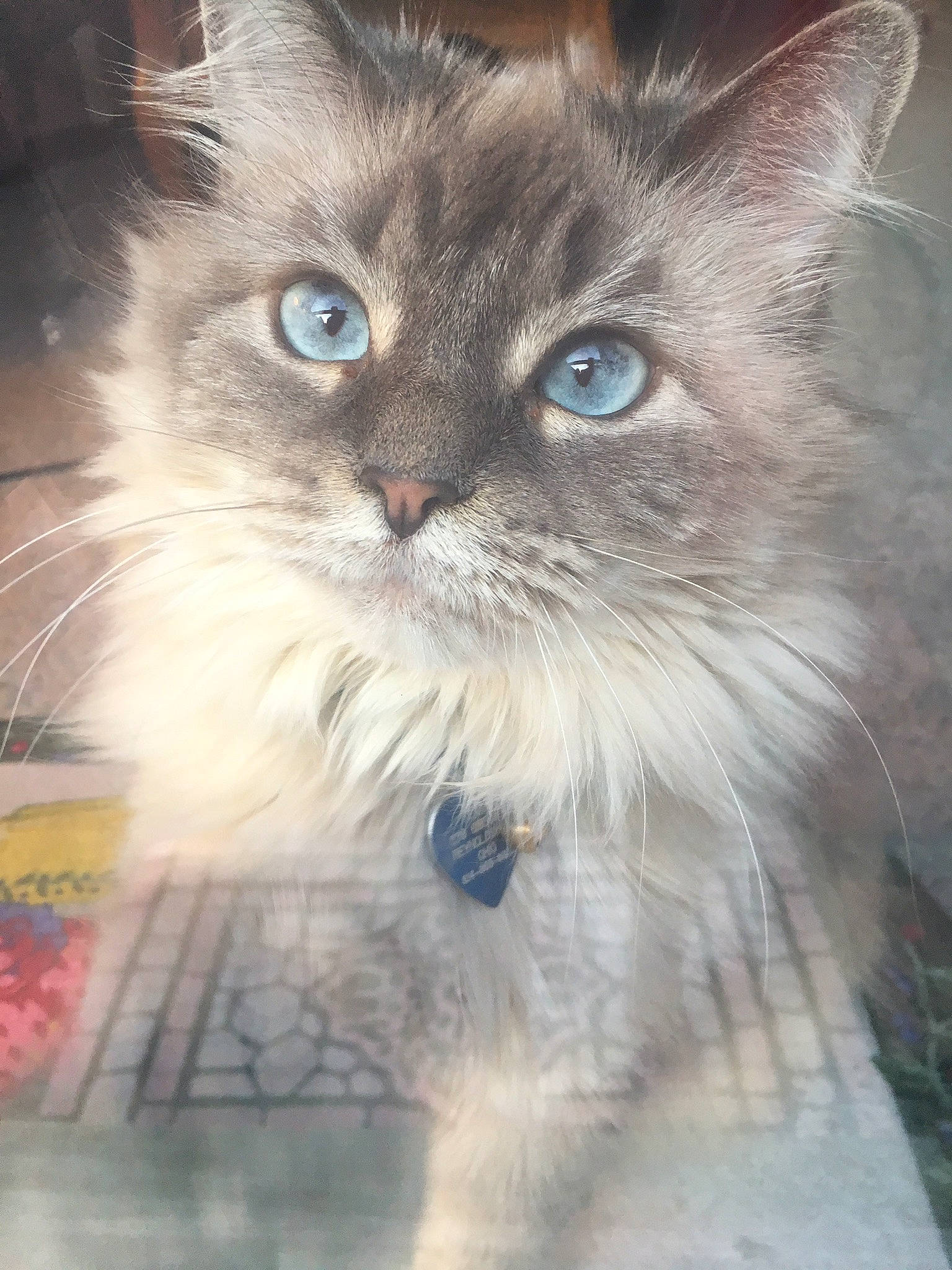 Emily is registered to the contest to win money with this photo: art, birman, box, british_longhair, carnivore, cat, claw, electric_blue, fawn, felidae, fur, paw, persian, ragdoll, small_to_medium_sized_cats, snout, tail, terrestrial_animal, whiskers