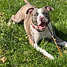 animal, brown, canine, chewing, collar, dog, ears, grass, happy, nature, outdoor, pet, playful, relaxed, snout, stick, summer, sunlight, tongue, white