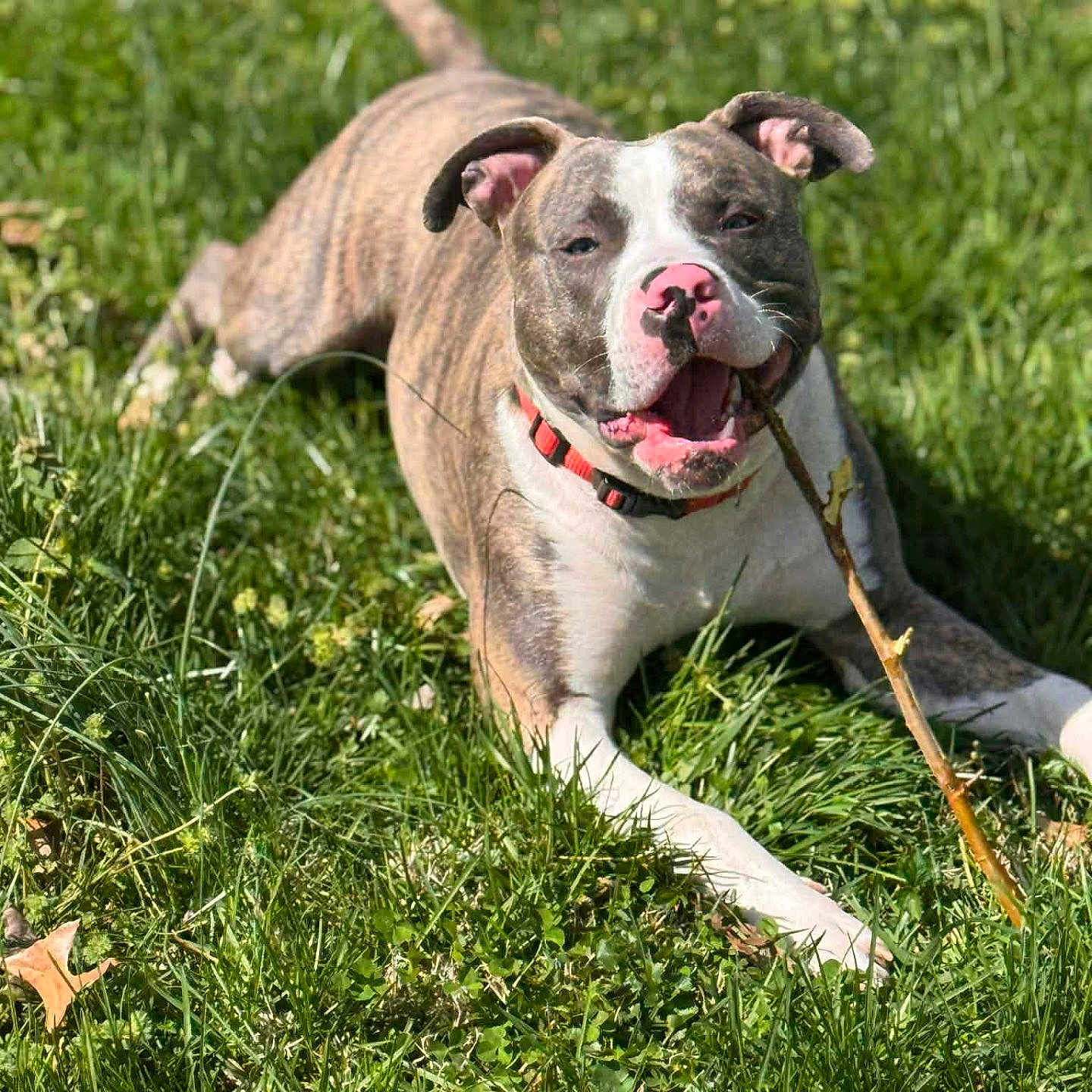 Cajun joined the competition — help win amazing prizes! animal, brown, canine, chewing, collar, dog, ears, grass, happy, nature, outdoor, pet, playful, relaxed, snout, stick, summer, sunlight, tongue, white