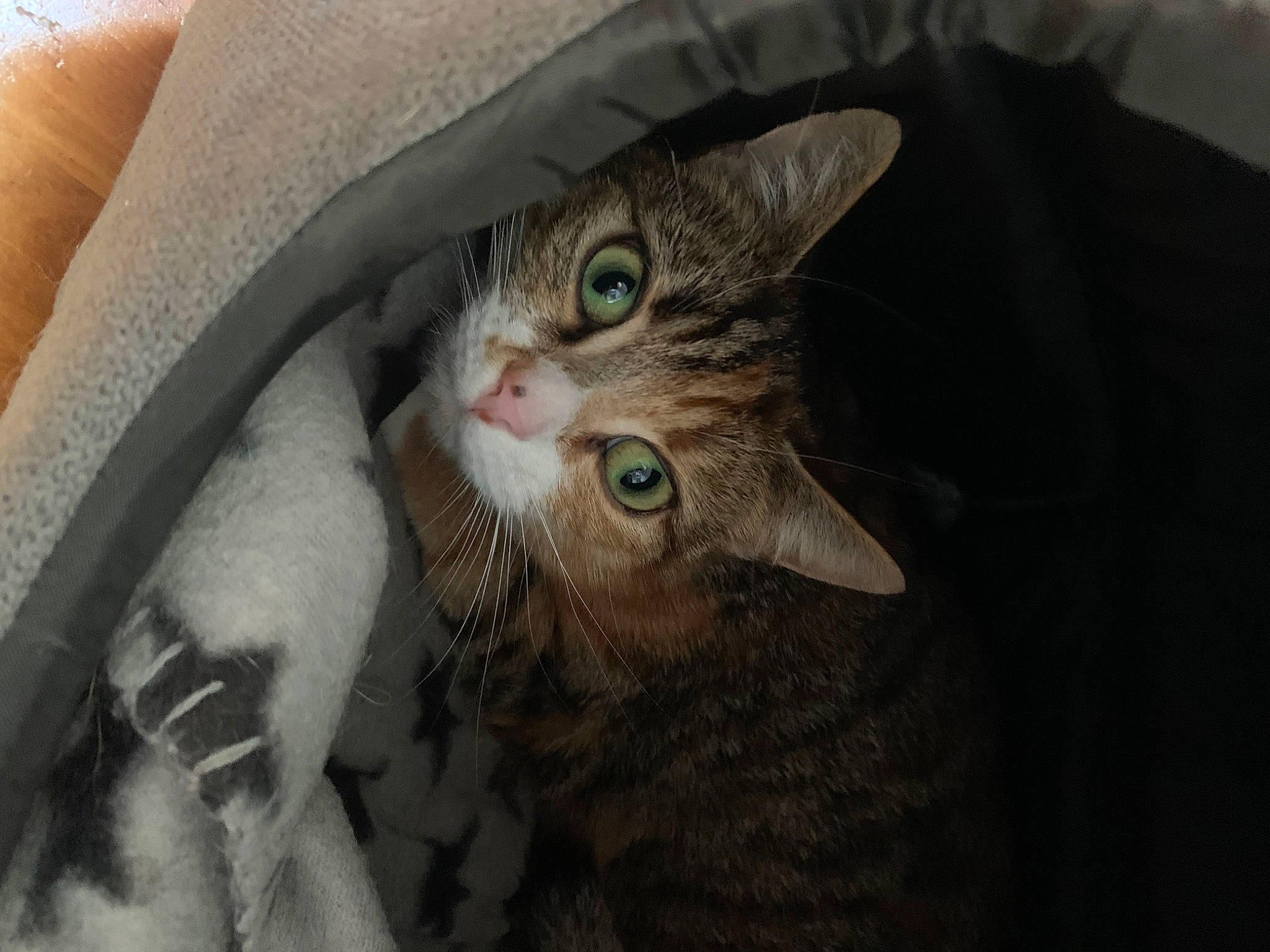 Amber is registered to the contest to win money with this photo: carnivore, cat, claw, comfort, domestic_short_haired_cat, ear, eye, eyelash, fawn, felidae, fur, gesture, paw, small_to_medium_sized_cats, whiskers