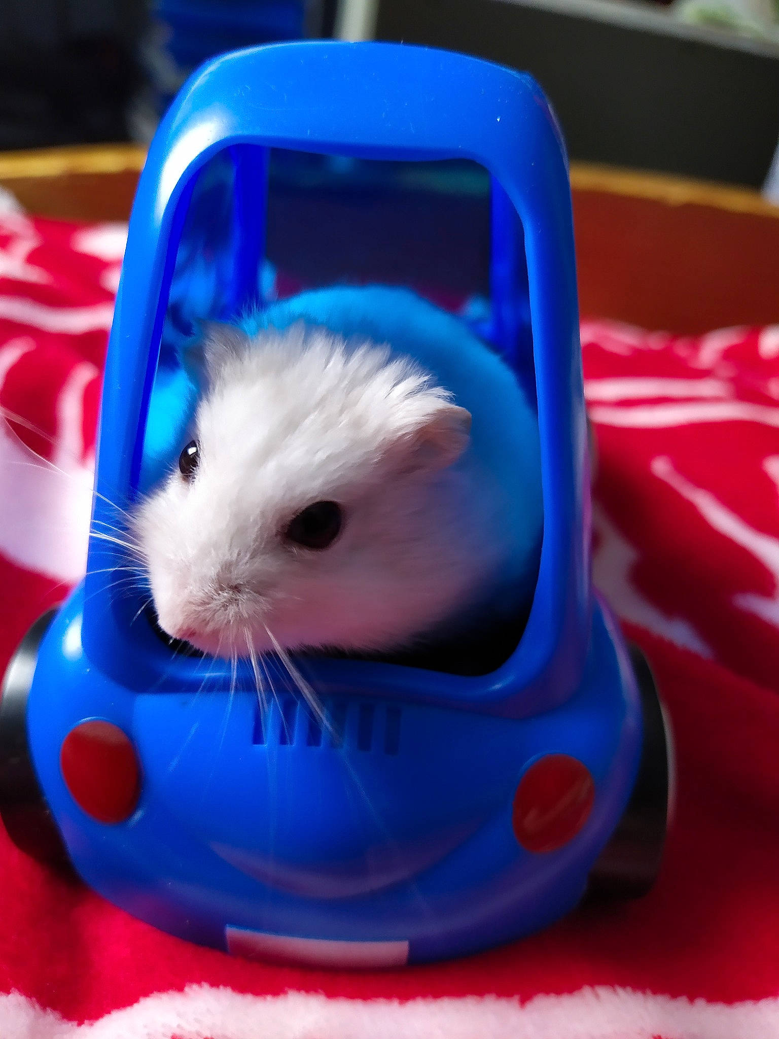 Caramel a rejoint le concours — aidez-le/la à gagner de superbes lots ! gerbil, guinea_pig, hamster, mouse, muridae, muroidea, rat, rodent