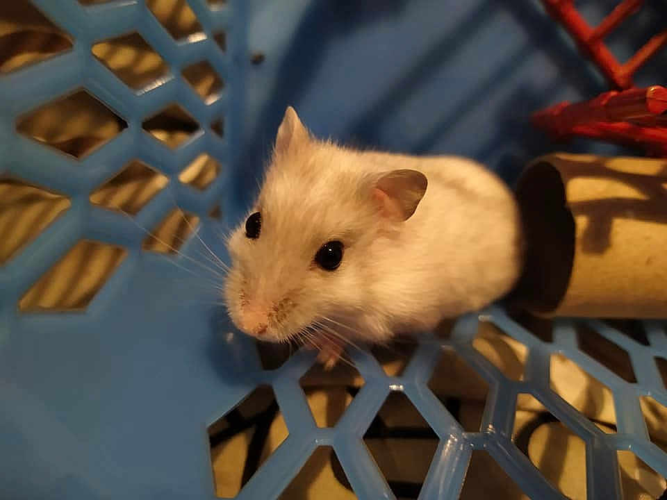 Chloé