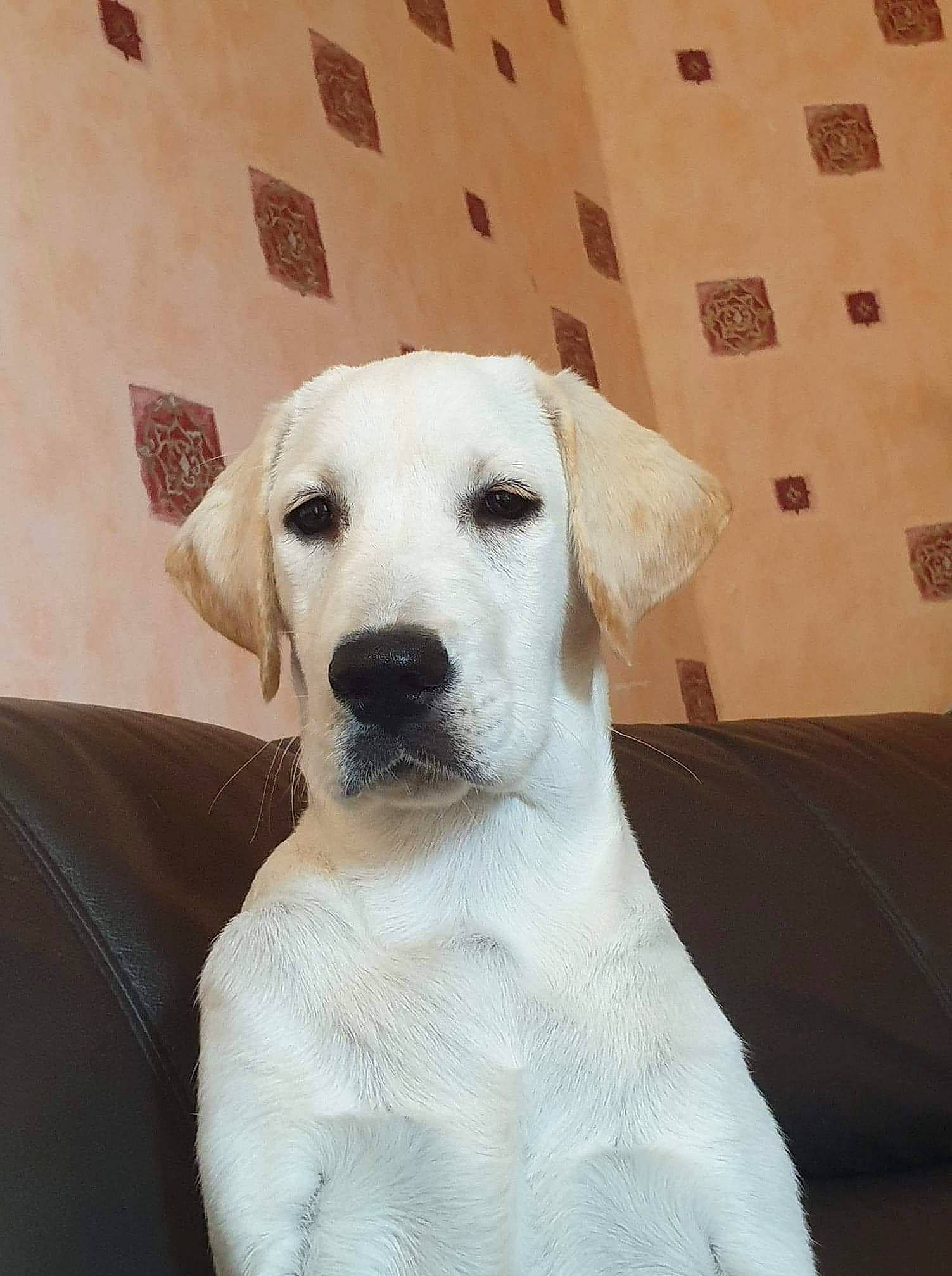 Ruby participe au concours pour gagner de l'argent avec cette photo : canidae, carnivore, collar, companion_dog, dog, dog_breed, dog_collar, fawn, flooring, fur, giant_dog_breed, non_sporting_group, pet_supply, retriever, snout, sporting_group, terrestrial_animal, whiskers, wood, working_animal