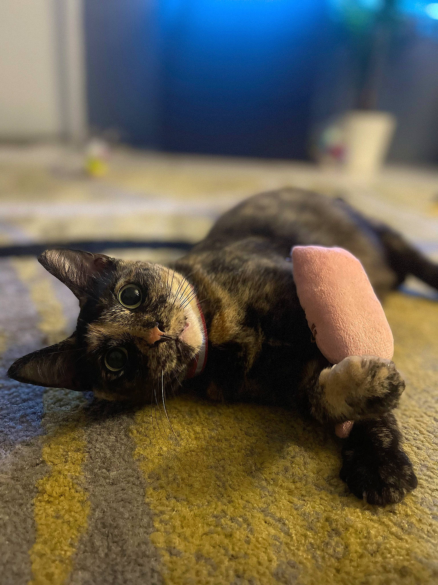 Bambi joined the competition — help win amazing prizes! canidae, carnivore, cat, claw, comfort, dog_breed, domestic_short_haired_cat, felidae, flooring, fur, metal, paw, small_to_medium_sized_cats, snout, sporting_group, tail, terrestrial_animal, whiskers, wildlife, wood