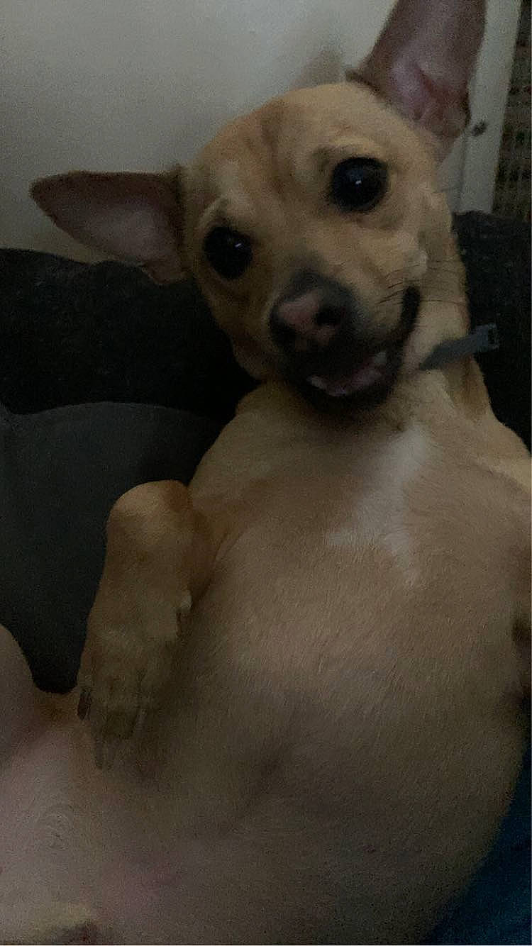 Cooper is registered to the contest to win money with this photo: canidae, carnivore, collar, companion_dog, dog, dog_breed, dog_collar, ear, fawn, fur, paw, pet_supply, puppy_love, snout, sporting_group, tail, terrestrial_animal, toy_dog, whiskers, working_animal