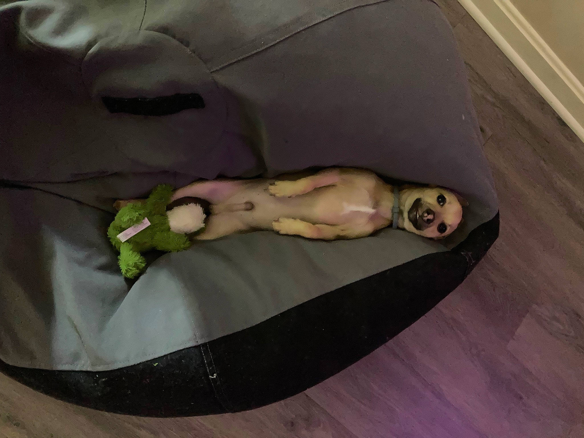 Cooper is registered to the contest to win money with this photo: abdomen, baby_products, barefoot, chest, comfort, elbow, fawn, floor, flooring, foot, hardwood, human_leg, knee, linens, recreation, tail, thigh, trunk, wood, wood_flooring