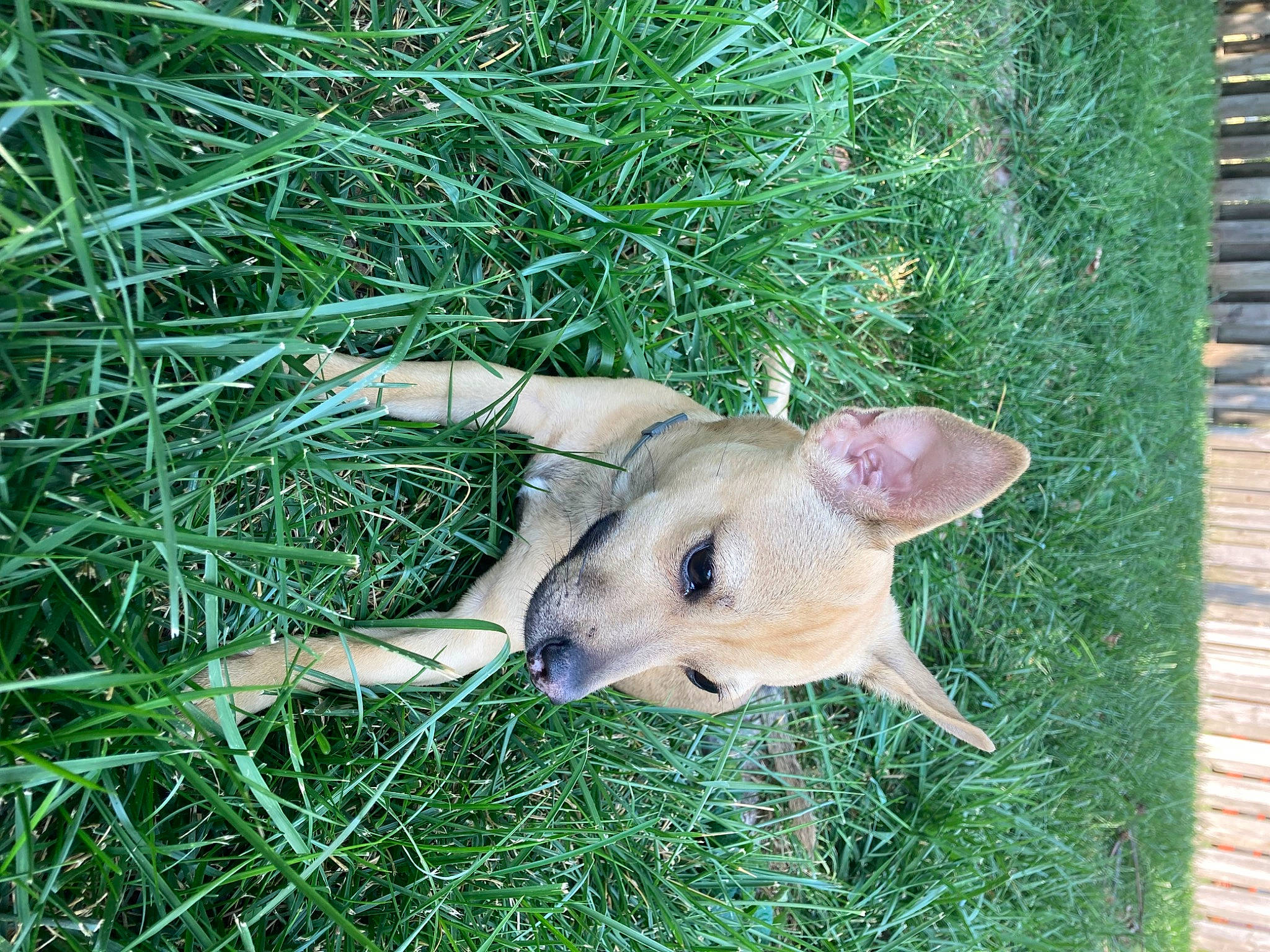 Cooper is registered to the contest to win money with this photo: canidae, carnivore, companion_dog, dog, dog_breed, fawn, grass, grassland, groundcover, non_sporting_group, pasture, plant, sporting_group, tail, terrestrial_animal, terrestrial_plant, toy_dog, whiskers, wood, working_animal