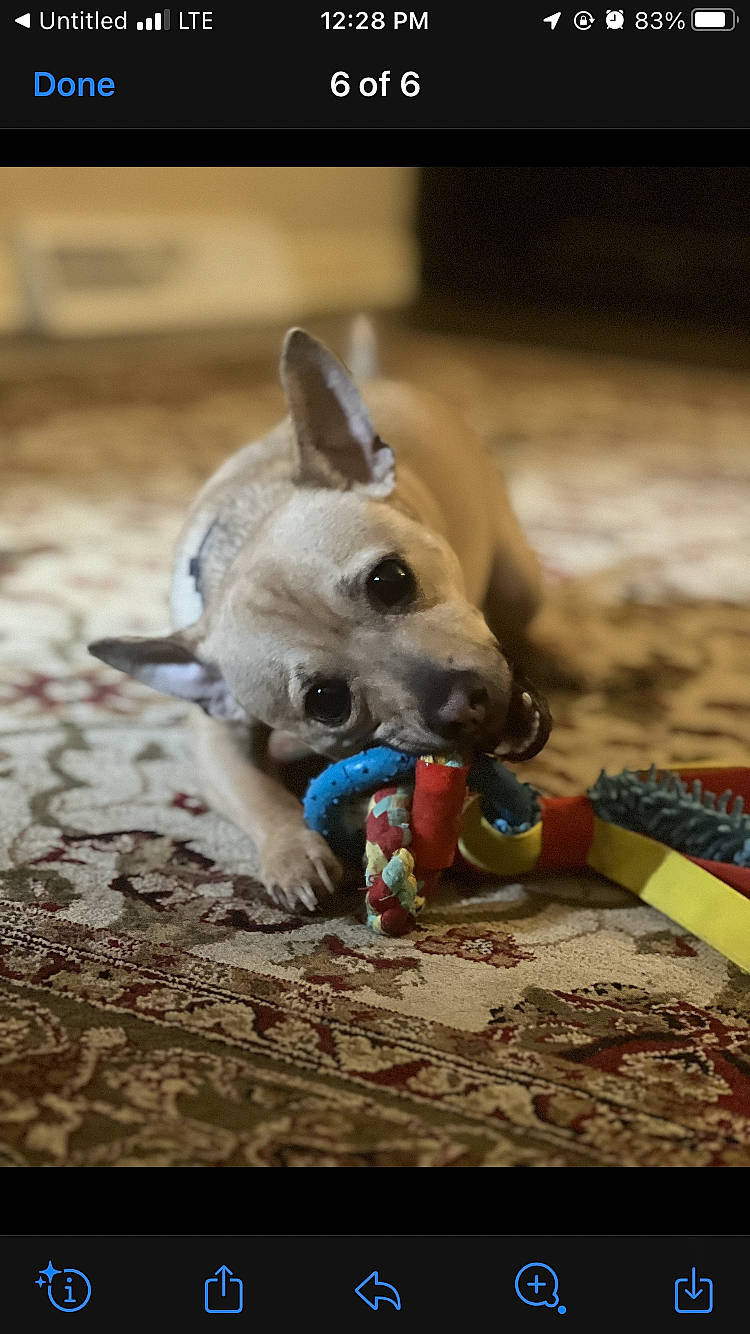 Cooper joined the competition — help win amazing prizes! canidae, carnivore, collar, companion_dog, dog, dog_breed, dog_collar, dog_supply, fawn, party_hat, pet_supply, recreation, snout, soil, sporting_group, terrestrial_animal, toy, toy_dog, wood, working_animal