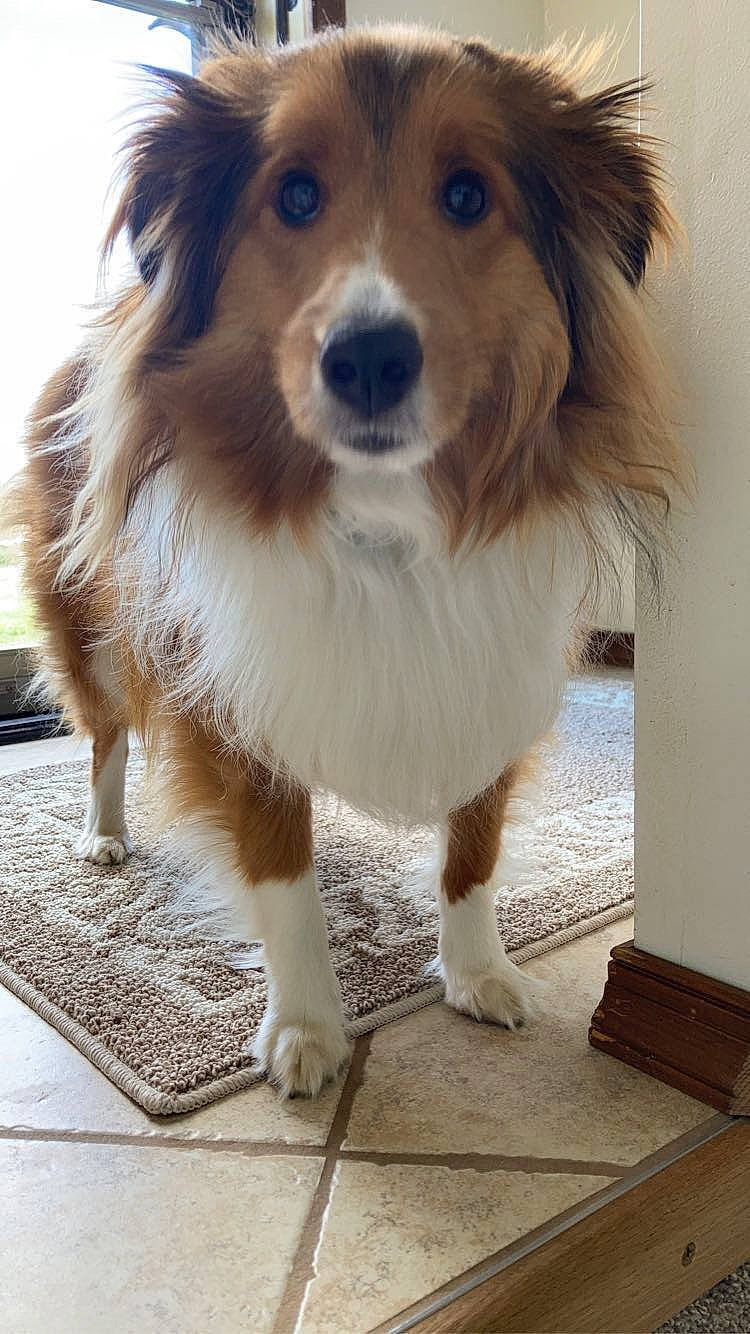 Tucker joined the competition — help win amazing prizes! ancient_dog_breeds, canidae, carnivore, companion_dog, dog, dog_breed, fawn, flooring, fur, german_spitz_klein, non_sporting_group, puppy, smile, snout, sporting_group, toy_dog, whiskers, working_animal, working_dog