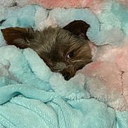 Oscar Lilman Johnson joined the competition — help win amazing prizes! animal, blanket, comfort, cozy, cute, dog, ears, face, fluffy, fur, indoor, pastel_colors, pet, relaxing, resting, sleepy, small_dog, snuggled, soft_texture, warm