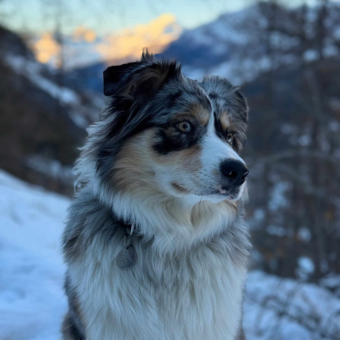 Ullie a rejoint le concours — aidez-le/la à gagner de superbes lots ! animal, bodypart, canine, cockerspaniel, collie, dog, eskimodog, hound, husky, mouth, nature, outdoors, papillon, person, pet, puppy, snow, terrier, winter
