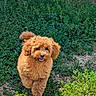 dog, puppy, brown, fluffy, curly_hair, grass, greenery, outdoor, sunlight, happy, running, nature, pet, animal, cute, small_dog, playful, tail, fur, ground