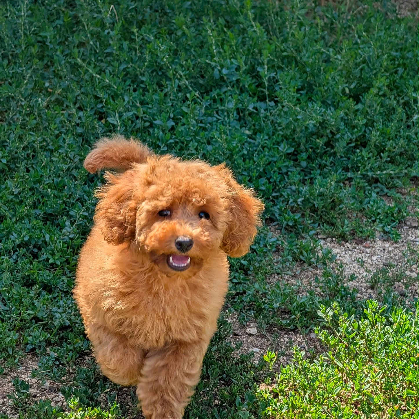 Bloom a rejoint le concours — aidez-le/la à gagner de superbes lots ! dog, puppy, brown, fluffy, curly_hair, grass, greenery, outdoor, sunlight, happy, running, nature, pet, animal, cute, small_dog, playful, tail, fur, ground