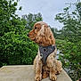Hector is registered to the contest to win money with this photo: dog, golden_retriever, harness, outdoor, nature, greenery, trees, bushes, stone_pedestal, cloudy_sky, pet, animal, side_view, sitting, fur, canine, portrait, calm, daytime, landscape