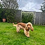 Hector is registered to the contest to win money with this photo: dog, cocker_spaniel, grass, garden, fence, bush, flowering_bush, cloudy_sky, outdoor, pet, animal, canine, fur, walking, greenery, nature, cute, young_dog, playful, backyard