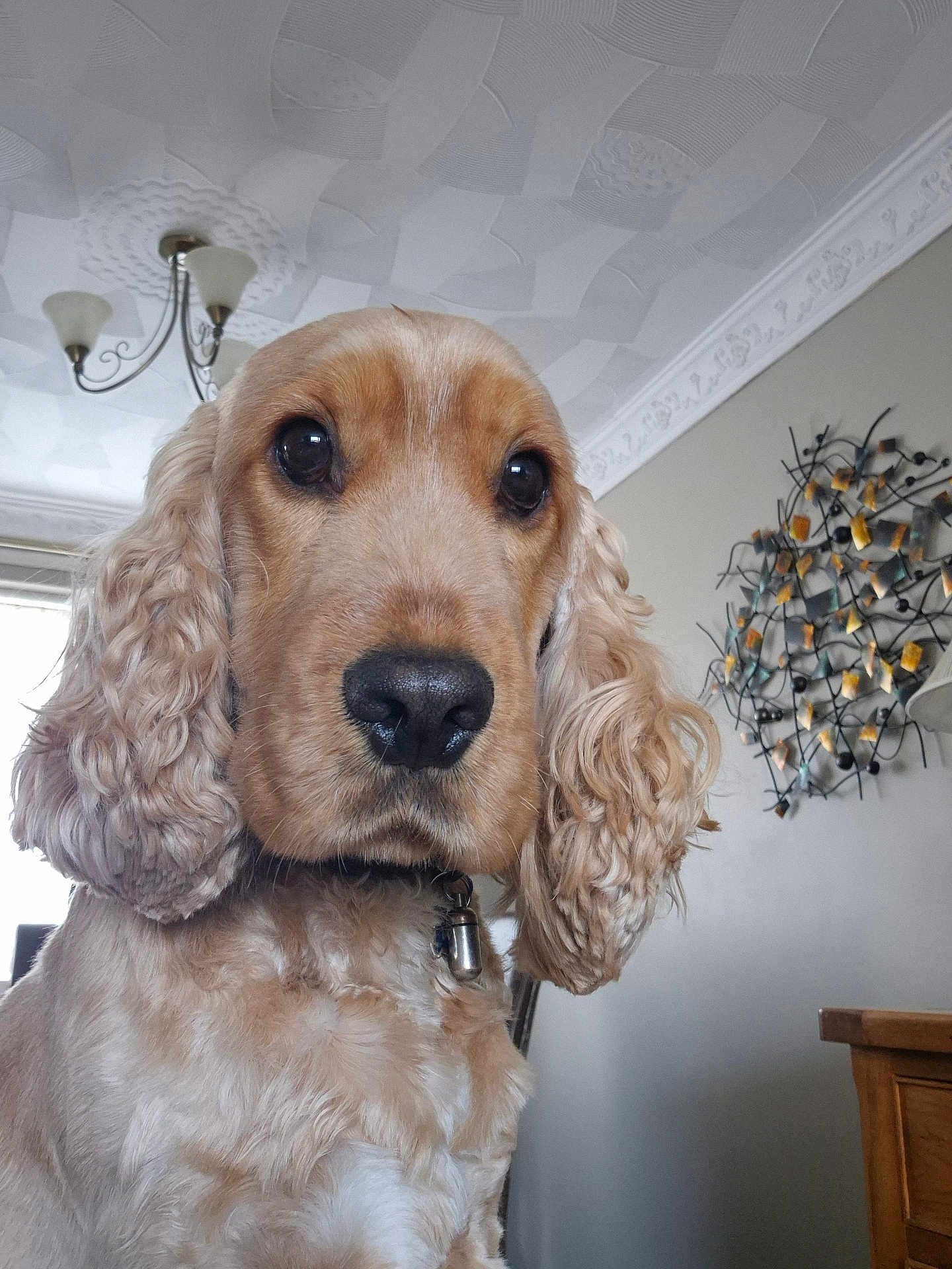 Hector joined the competition — help win amazing prizes! dog, pet, close_up, indoor, curly_ears, golden, animal, canine, collar, furniture, chandelier, wall_art, portrait, looking_at_camera, domestic, cute, fluffy, nose, fur, head