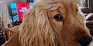Hector joined the competition — help win amazing prizes! dog, golden_retriever, close_up, fur, pet, indoors, living_room, sofa, curtains, television, carpet, wooden_furniture, window, natural_light, canine, portrait, mammal, companion_animal, home, cute