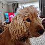 dog, golden_retriever, close_up, fur, pet, indoors, living_room, sofa, curtains, television, carpet, wooden_furniture, window, natural_light, canine, portrait, mammal, companion_animal, home, cute