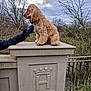 dog, golden_retriever, pedestal, gloved_hand, leash, outdoor, winter, cloudy_sky, trees, stone, fence, animal, park, nature, brown_fur, sitting, portrait, daytime, leafless_trees, background