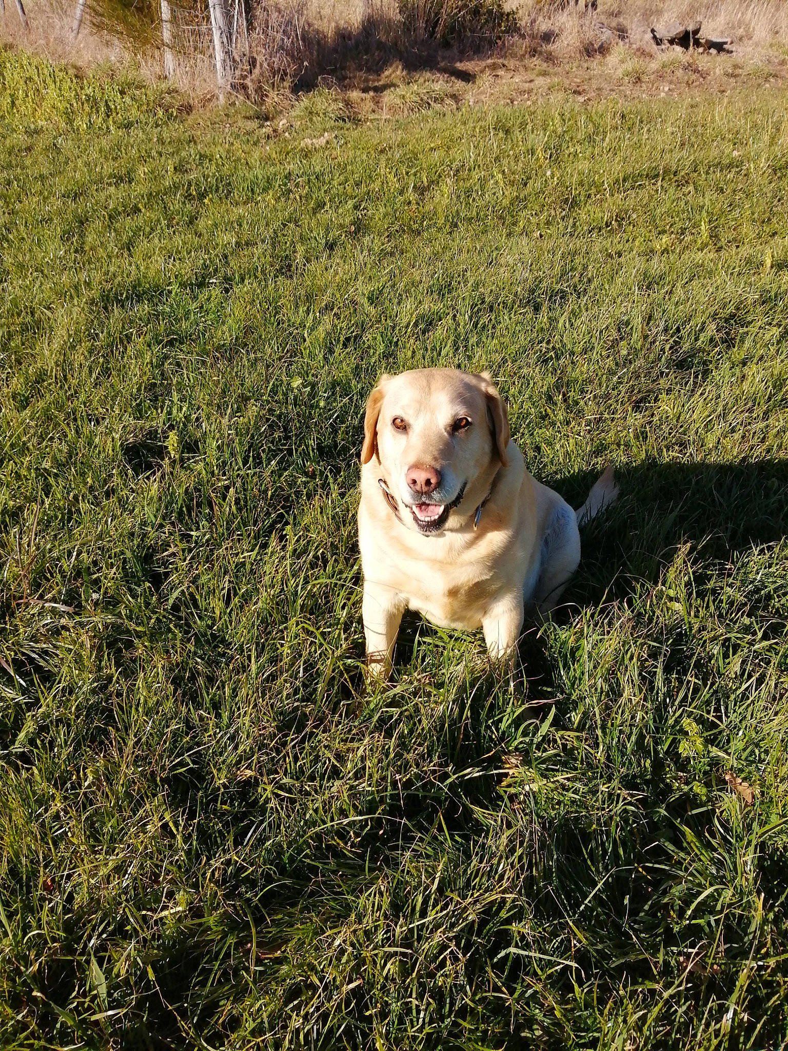 Homer participe au concours pour gagner de l'argent avec cette photo : carnivore, companion_dog, dog, dog_breed, fawn, field, grass, grass_family, grassland, gun_dog, labrador_retriever, plant, prairie, retriever, snout, soil, tail, terrestrial_animal, tree, working_animal