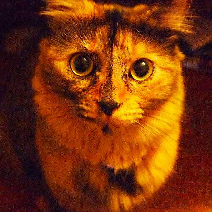 Janis Joplin joined the competition — help win amazing prizes!