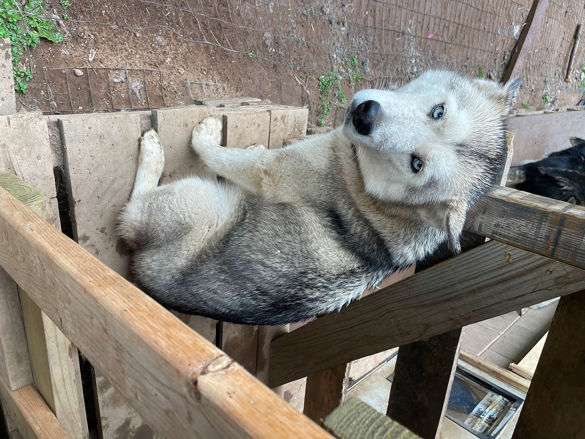 Skye is registered to the contest to win money with this photo: bear, big_cats, carnivore, felidae, fence, fur, plant, polar_bear, recreation, sculpture, snout, snow_leopard, terrestrial_animal, water, whiskers, wildlife, wood