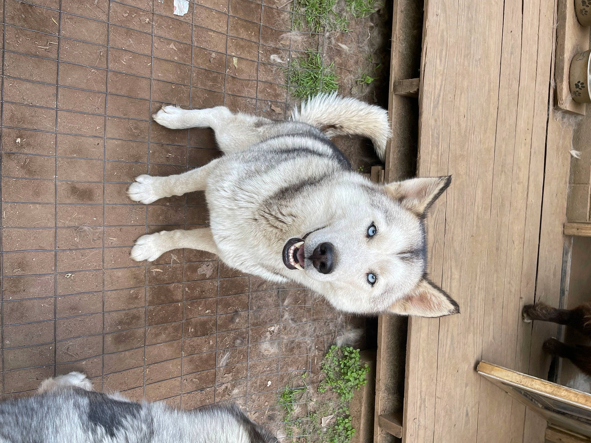 Skye joined the competition — help win amazing prizes! canidae, canis, carnivore, companion_dog, dog, dog_breed, fawn, felidae, fur, non_sporting_group, snout, sporting_group, tail, whiskers, wolf, wood, working_animal