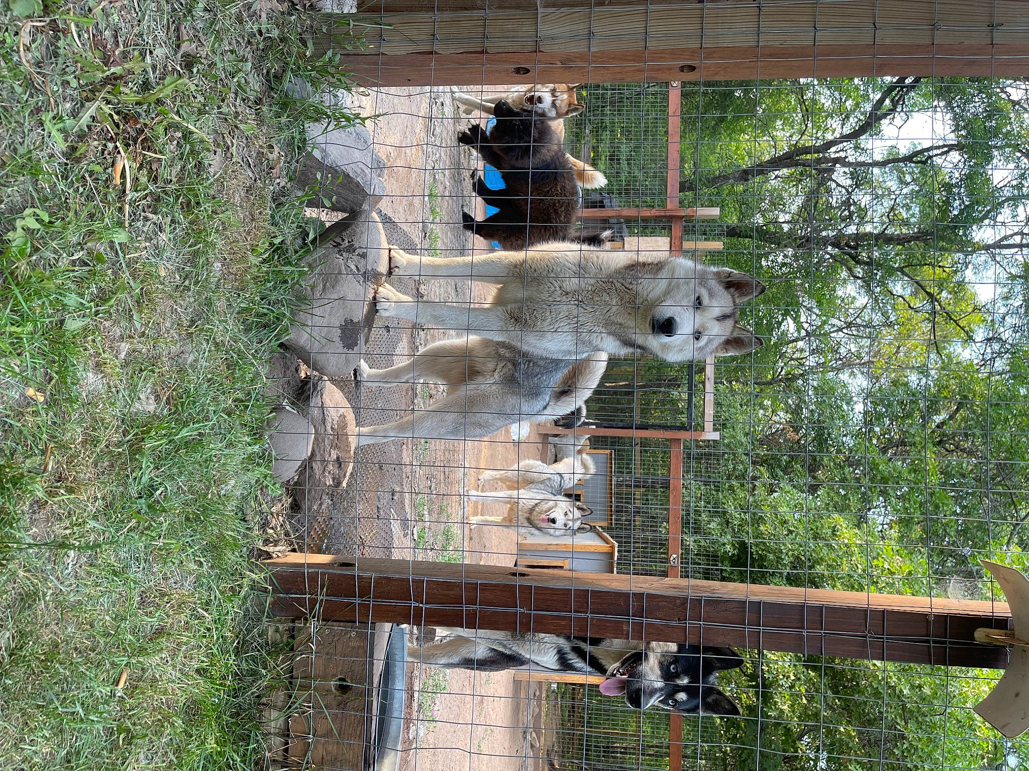 Skye joined the competition — help win amazing prizes! art, building, groundcover, house, mesh, nature_reserve, plant, terrestrial_animal, tree, wildlife, wood