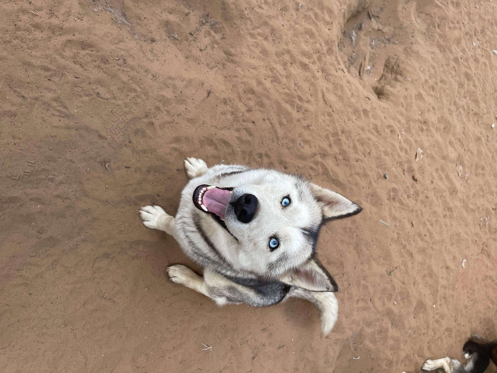 Skye joined the competition — help win amazing prizes! adventure, canidae, carnivore, collar, companion_dog, dog, dog_breed, dog_clothes, dog_supply, fawn, landscape, paw, pet_supply, sand, snout, soil, tail, toy, toy_dog, working_animal