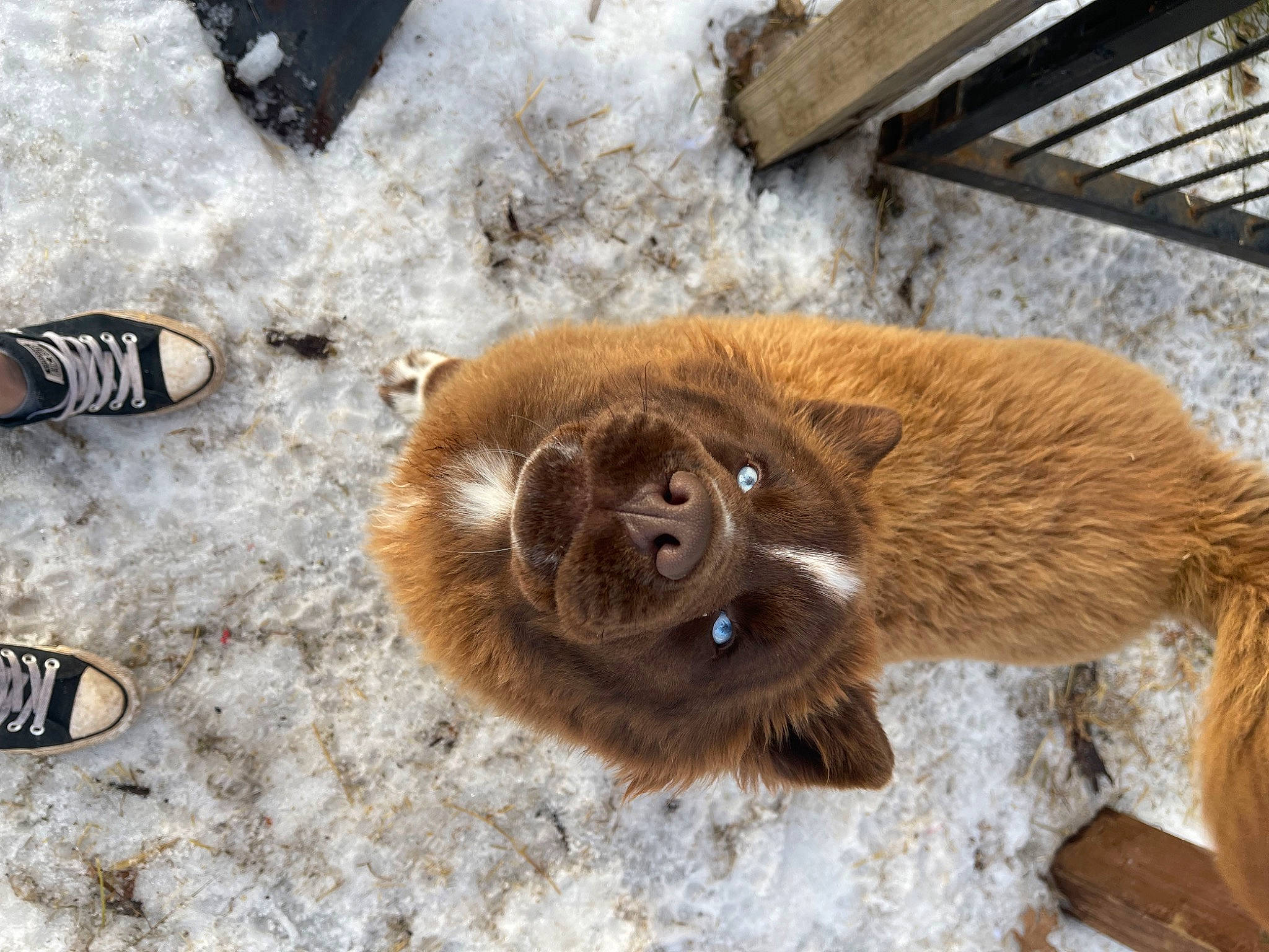 Chaos is registered to the contest to win money with this photo: canidae, carnivore, dog_breed, fawn, foot, freezing, fur, liver, snout, snow, sporting_group, terrestrial_animal, whiskers, wildlife, winter, wood, working_animal