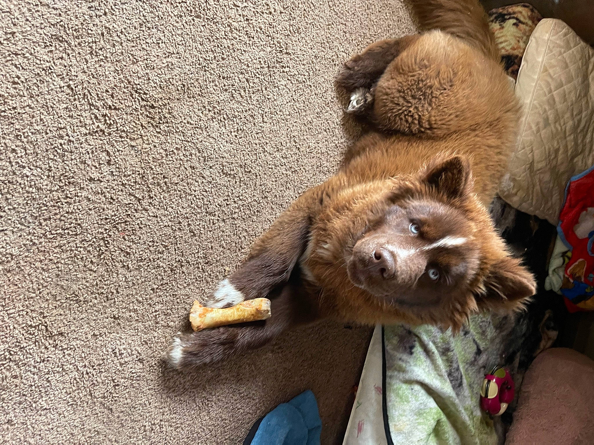 Chaos is registered to the contest to win money with this photo: asphalt, canidae, carnivore, claw, companion_dog, dog_breed, fawn, felidae, fur, glove, human_leg, paw, road_surface, small_to_medium_sized_cats, snout, sporting_group, terrestrial_animal, whiskers, wildlife, working_animal