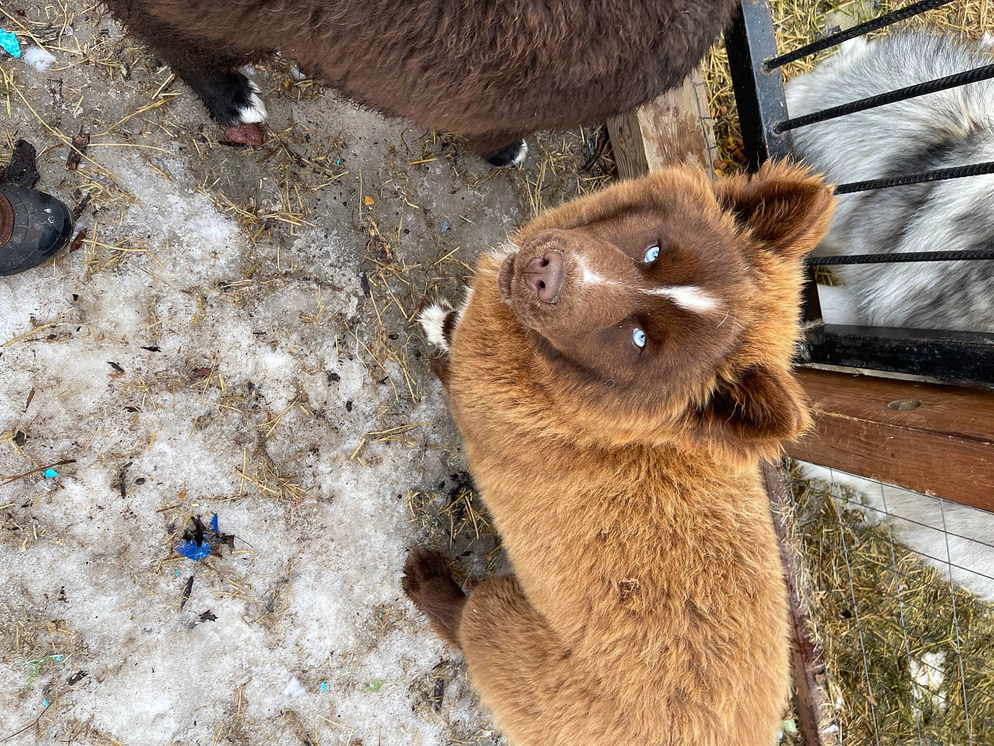 Chaos is registered to the contest to win money with this photo: brown_bear, carnivore, fawn, fur, kodiak_bear, organism, paw, snout, soil, terrestrial_animal, whiskers, wildlife, zoo