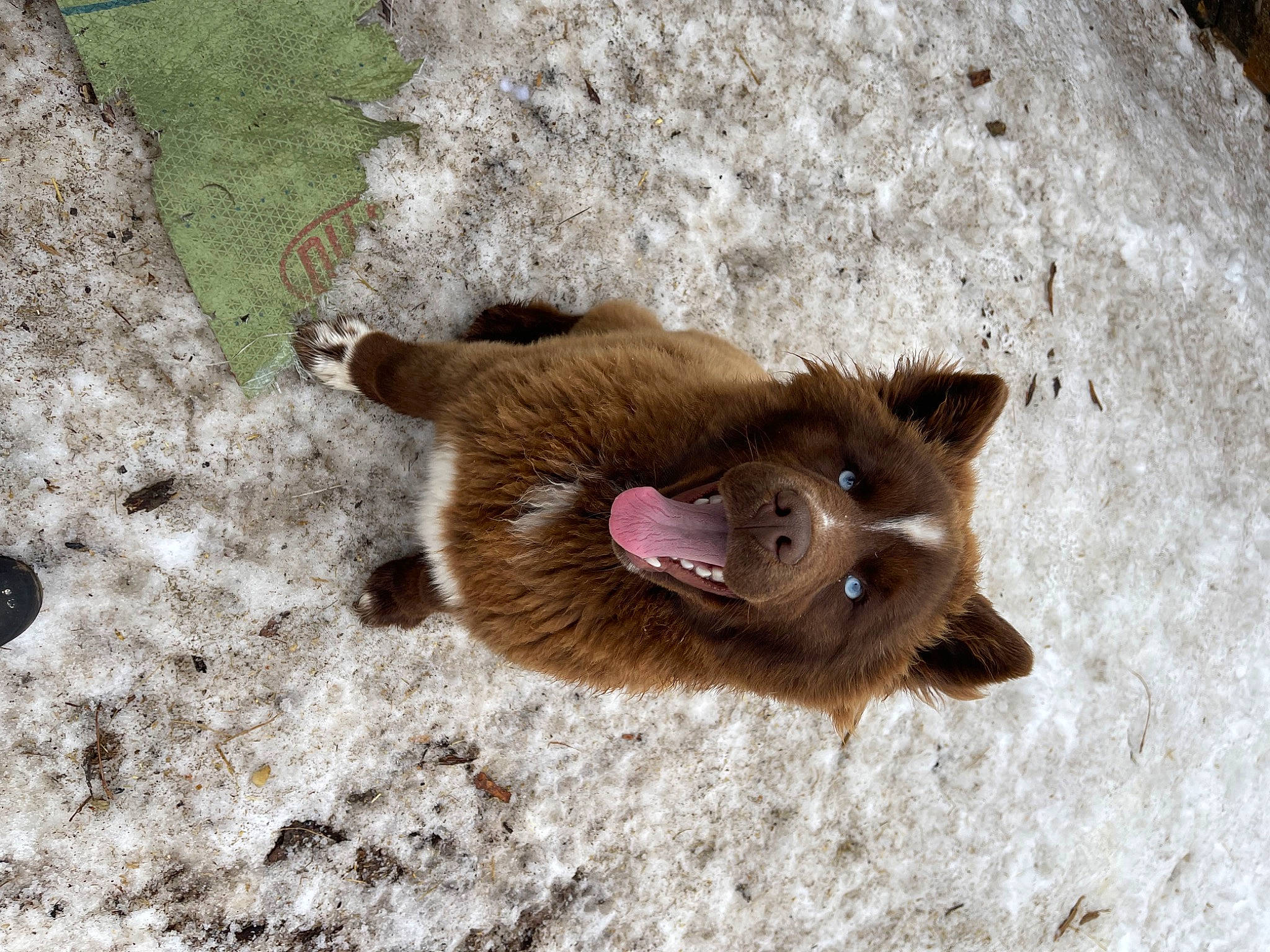 Chaos is registered to the contest to win money with this photo: bat, canidae, carnivore, cat, claw, dog_breed, fawn, felidae, fur, liver, paw, small_to_medium_sized_cats, snout, soil, sporting_group, tail, terrestrial_animal, whiskers, wildlife