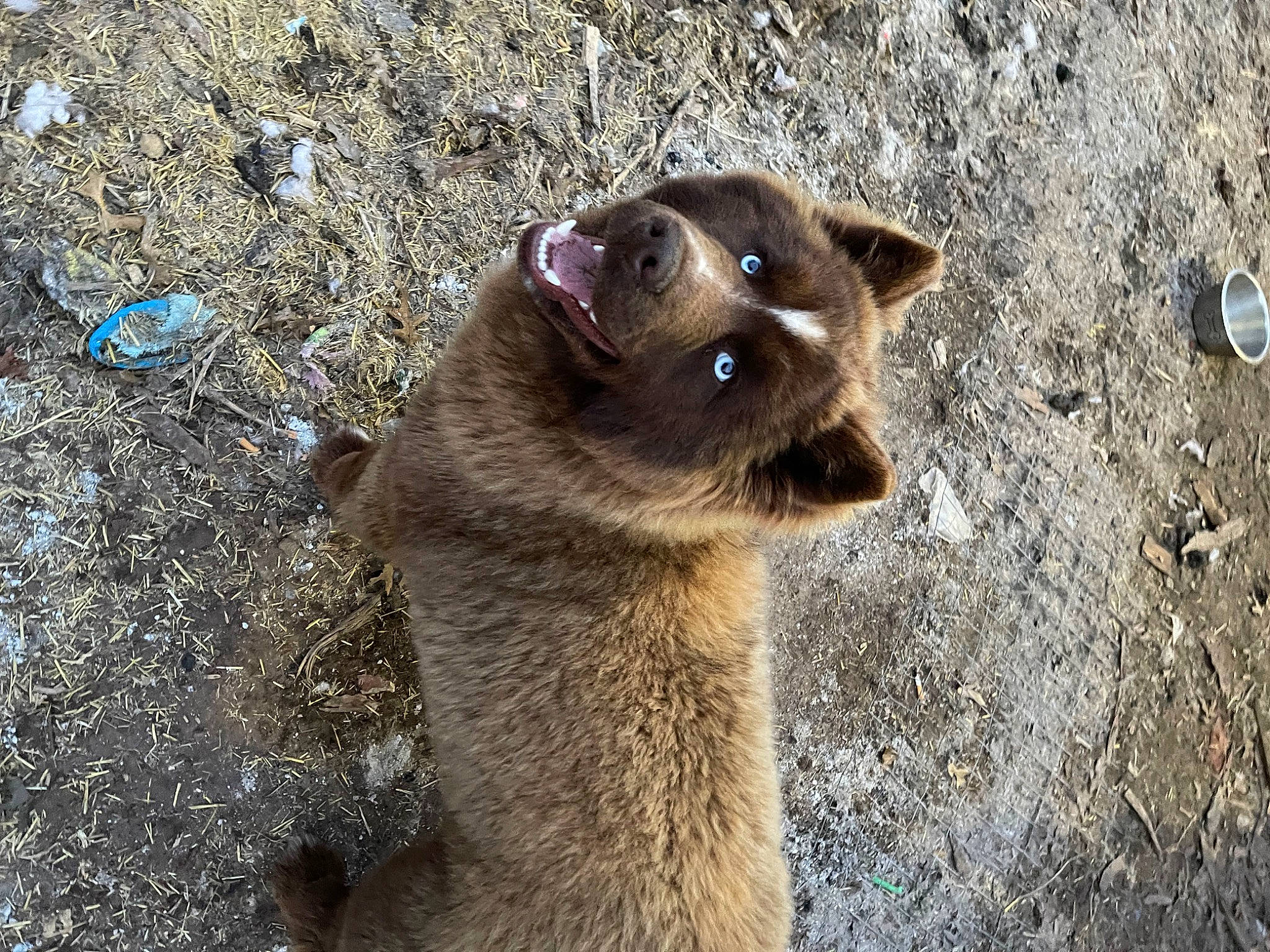 Chaos is registered to the contest to win money with this photo: balinese, canidae, carnivore, dog_breed, fawn, felidae, fur, shadow, small_to_medium_sized_cats, soil, terrestrial_animal, tonkinese, whiskers, working_animal