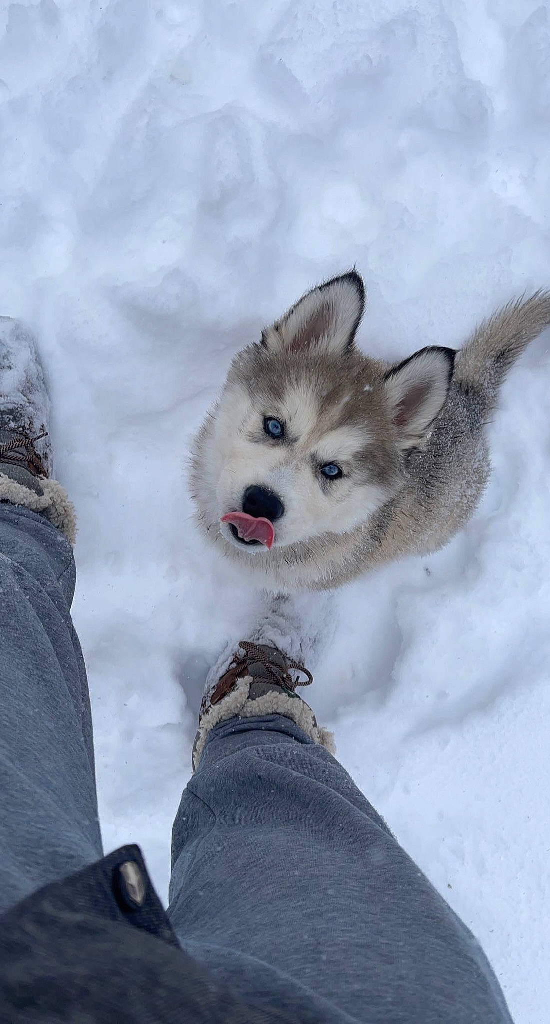 Timber joined the competition — help win amazing prizes! canidae, carnivore, companion_dog, dog, dog_breed, dog_supply, fawn, freezing, fur, glacial_landform, ice_cap, mammal, snout, snow, sporting_group, tail, vertebrate, whiskers, wildlife, winter