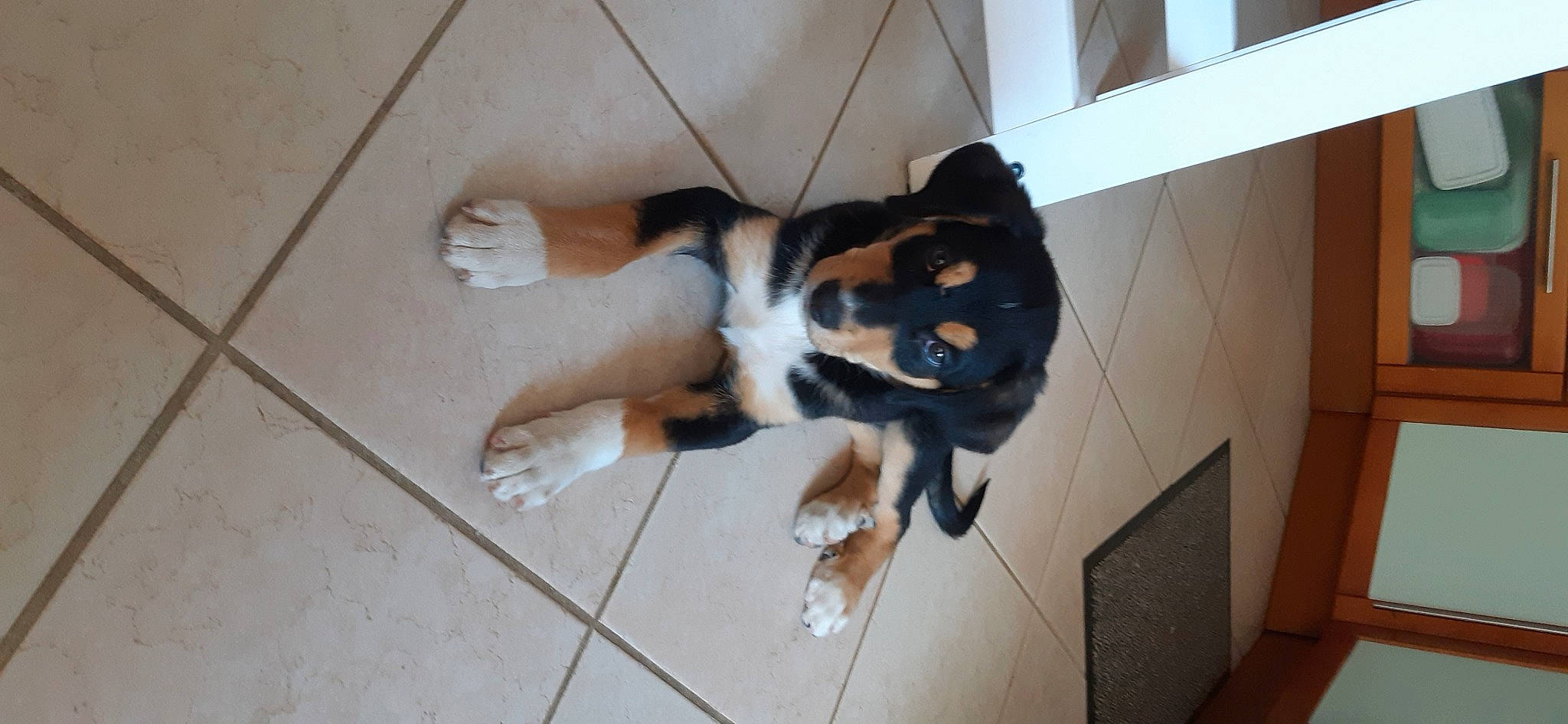 Talia a rejoint le concours — aidez-le/la à gagner de superbes lots ! beagle, carnivore, companion_dog, dog, dog_breed, floor, flooring, fur, hardwood, hound, paw, scent_hound, sporting_group, tail, wood, working_dog