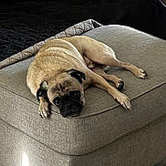 Mac is registered to the contest to win money with this photo: dog, pug, pet, animal, lying_down, ottoman, cushion, beige, indoor, floor_tile, blanket, furniture, resting, looking_up, cute, cozy, short_fur, black_face, light, shadow