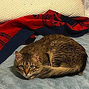 Whiskey joined the competition — help win amazing prizes! cat, tabby, pet, animal, fur, whiskers, ears, tail, blanket, bed, cozy, indoor, cute, resting, sleepy, domestic_animal, feline, curled_up, soft, relaxed