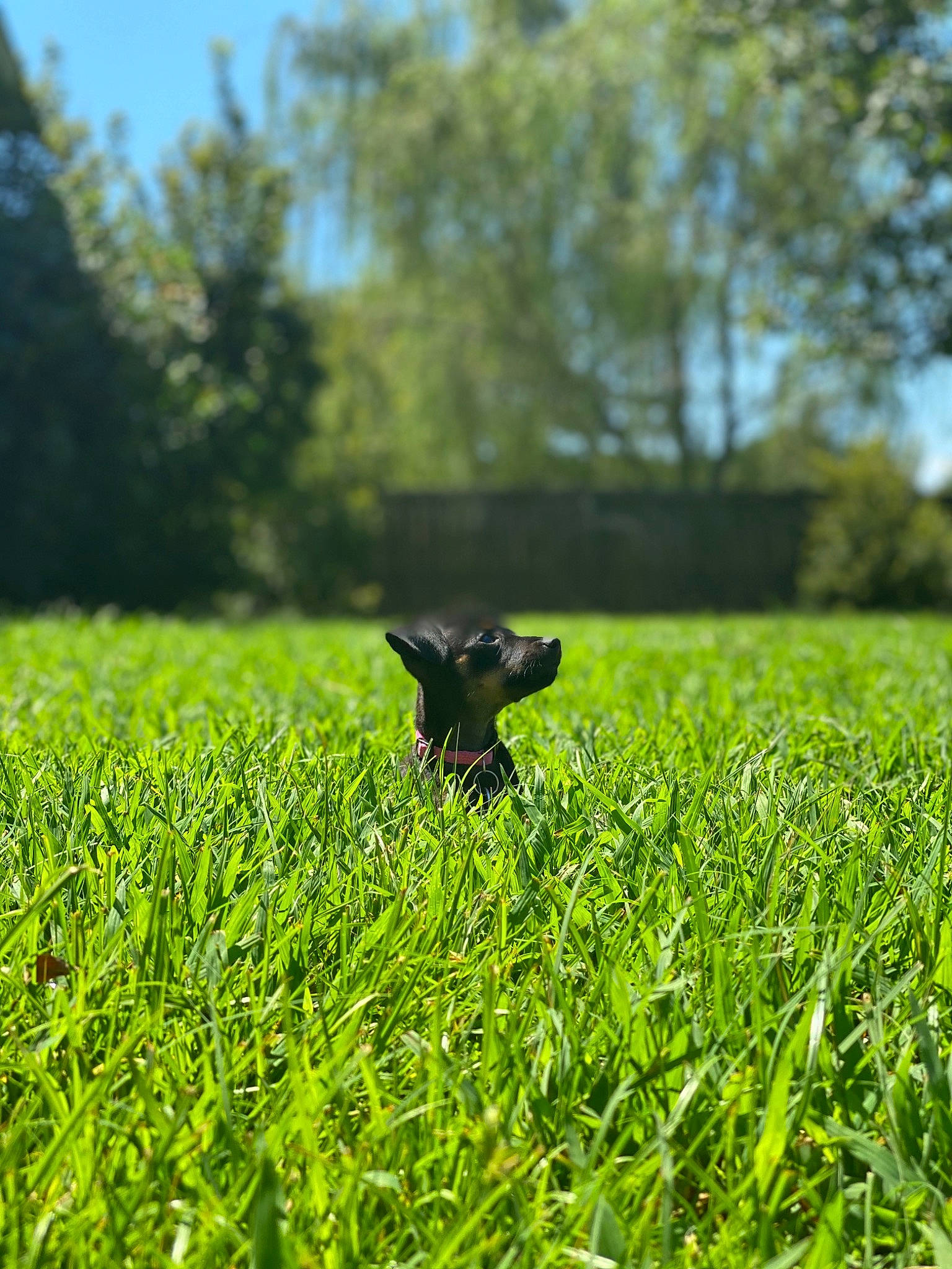 Roo joined the competition — help win amazing prizes! canidae, crop, dog, farm, field, fodder, grass, grass_family, grassland, green, labrador_retriever, lawn, meadow, paddy_field, pasture, plant, plantation, sporting_group, spring, tree