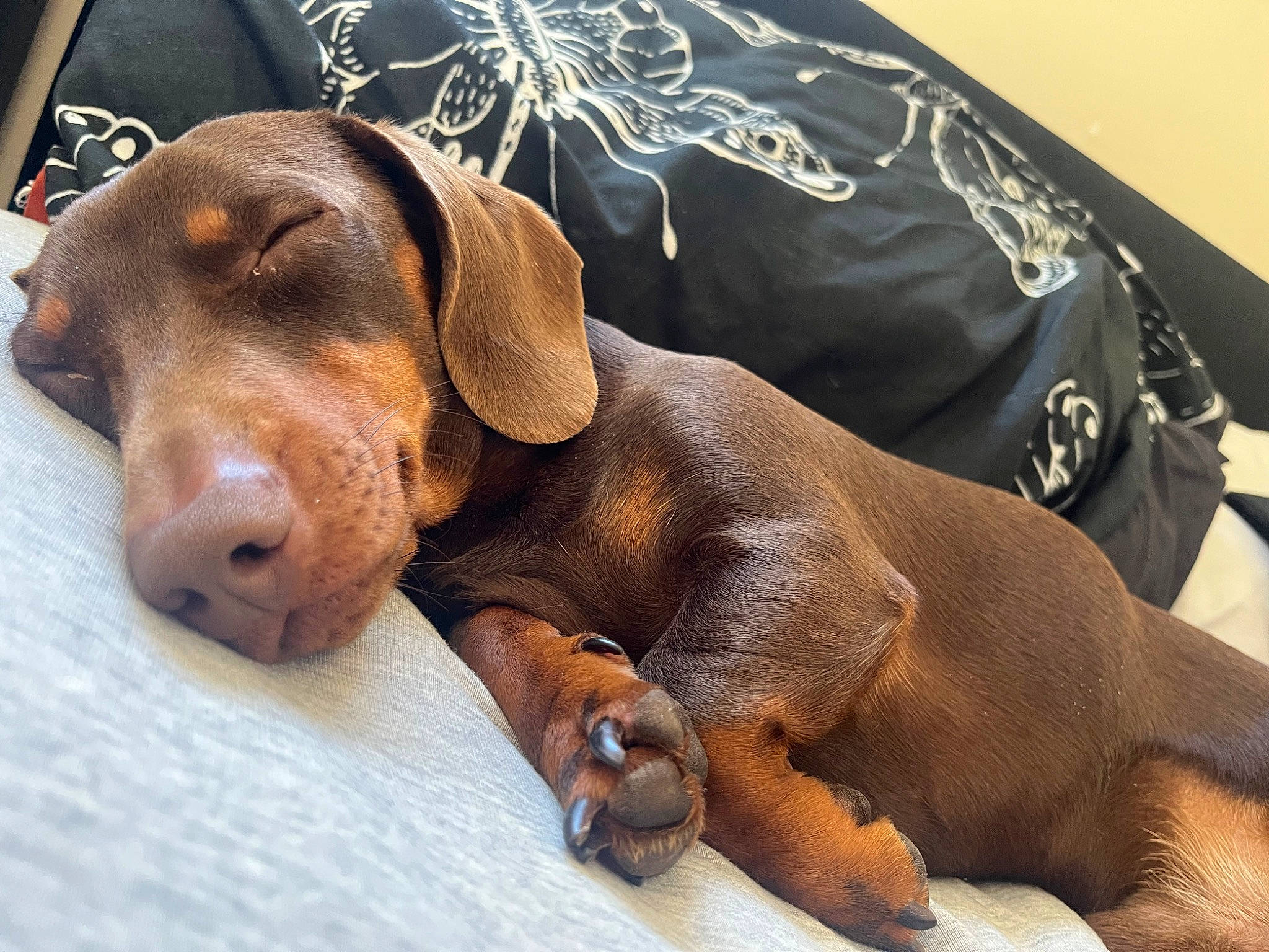 Hopper joined the competition — help win amazing prizes! brown, canidae, carnivore, comfort, companion_dog, dog, dog_breed, dog_supply, fawn, fur, hound, hunting_dog, liver, paw, puppy, snout, sporting_group, terrestrial_animal, whiskers, working_animal